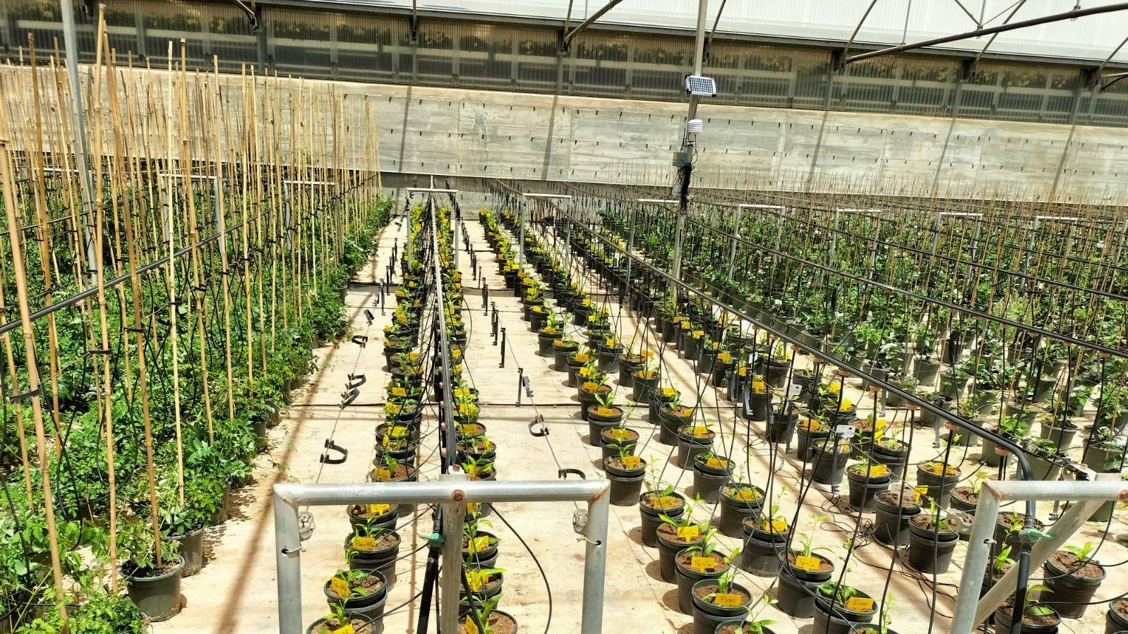 projar sustratos fibra de madera